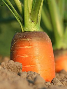 carrot, growth, vegetables, agriculture, closeup, vitamins, harvest, carrot, carrot, carrot, carrot, carrot, vegetables, agriculture, agriculture, agriculture